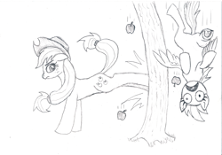 Size: 1989x1389 | Tagged: safe, artist:friendshipishorses, imported from derpibooru, applejack, rainbow dash, earth pony, pegasus, pony, apple, applebucking, applejack mid tree-buck facing the left with 3 apples falling down, applejack mid tree-buck with 3 apples falling down, atg 2022, duo, falling, food, monochrome, newbie artist training grounds, traditional art, tree