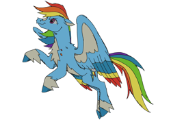 Size: 1280x913 | Tagged: safe, artist:mpregnaruto, imported from derpibooru, rainbow dash, pegasus, pony, coat markings, colored wings, multicolored wings, pale belly, rainbow feathers, redesign, simple background, socks (coat markings), solo, white background, wings