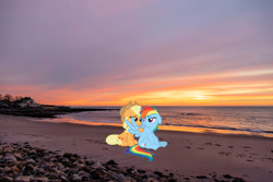 Size: 2048x1365 | Tagged: safe, artist:daydreamsyndrom, artist:mlplover94, imported from derpibooru, applejack, rainbow dash, earth pony, pegasus, pony, appledash, beach, female, floppy ears, hampton, irl, lesbian, lidded eyes, mare, new hampshire, photo, ponies in real life, pouting, pouty lips, shipping, sitting, spread wings, wings