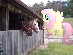 Size: 762x572 | Tagged: safe, artist:pangbot, imported from derpibooru, fluttershy, horse, pegasus, pony, 2011, female, horse-pony interaction, irl, irl horse, mare, photo, ponies in real life