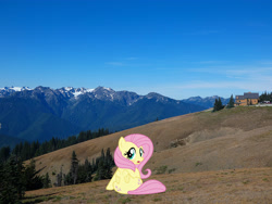 Size: 4896x3672 | Tagged: safe, artist:mlplover94, artist:slb94, imported from derpibooru, fluttershy, pegasus, pony, absurd resolution, blushing, butt, cute, female, flutterbutt, irl, looking at you, looking back, mare, mountain, open mouth, photo, plot, ponies in real life, rear view, seattle, shyabetes, sitting, solo, washington