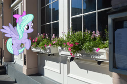Size: 2048x1362 | Tagged: safe, artist:jaredking779, artist:scourge707, imported from derpibooru, flitter, pegasus, pony, bow, charleston, female, hair bow, irl, looking at something, mare, photo, ponies in real life, solo, south carolina, spread wings, wings