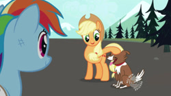 Size: 991x554 | Tagged: safe, imported from derpibooru, screencap, applejack, rainbow dash, winona, may the best pet win, all new, cute, dashabetes, hub logo, jackabetes, logo, text, the hub, winonabetes