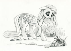 Size: 1200x858 | Tagged: safe, artist:maytee, imported from derpibooru, fluttershy, beetle, insect, pegasus, pony, female, floppy ears, folded wings, grayscale, looking at something, mare, monochrome, pencil drawing, raised hoof, solo, traditional art, wings