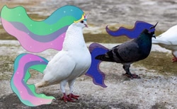 Size: 2000x1234 | Tagged: safe, artist:wasnttheredonenothing, edit, imported from derpibooru, princess celestia, princess luna, bird, pigeon, birdified, irl, photo, photo edit, species swap