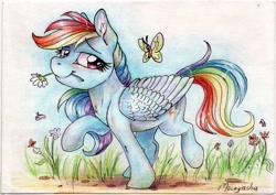 Size: 2048x1454 | Tagged: safe, artist:dearmary, imported from derpibooru, rainbow dash, butterfly, pegasus, pony, 2014, ear fluff, female, flower, mare, mouth hold, smiling, solo, traditional art, wings