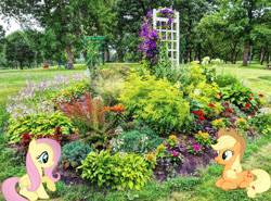 Size: 2048x1513 | Tagged: safe, artist:dashiesparkle, artist:jaredking779, imported from derpibooru, applejack, fluttershy, earth pony, pegasus, pony, cowboy hat, female, flower, garden, hat, irl, lying down, mare, minneapolis, minnesota, open mouth, photo, ponies in real life, prone, sitting, smiling, stetson