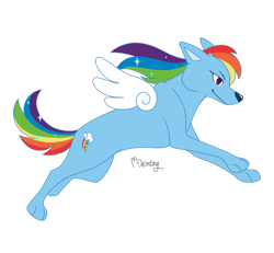 Size: 930x859 | Tagged: safe, artist:beinting, imported from derpibooru, rainbow dash, dog, dogified, female, rainbow dog, signature, simple background, solo, species swap, transparent background, winged dog, wings