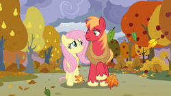 Size: 1920x1080 | Tagged: safe, edit, edited screencap, imported from derpibooru, screencap, big macintosh, fluttershy, earth pony, pegasus, pony, the perfect pear, apple, apple tree, autumn, blushing, character swap, duo, falling leaves, female, fluttermac, height difference, leaves, looking at you, male, mare, pear tree, shipping, smiling, smiling at you, stallion, straight, tree, walking