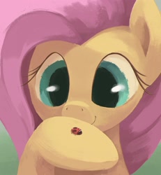 Size: 2096x2267 | Tagged: safe, artist:dotkwa, imported from derpibooru, fluttershy, insect, ladybug, pegasus, pony, bust, cute, female, looking at something, mare, shyabetes, smiling, solo