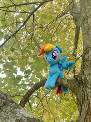 Size: 2814x3752 | Tagged: safe, artist:natsnaps, imported from derpibooru, rainbow dash, pegasus, irl, outdoors, photo, plushie, solo, tree