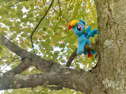 Size: 3763x2822 | Tagged: safe, artist:natsnaps, imported from derpibooru, rainbow dash, pegasus, irl, outdoors, photo, plushie, solo, tree