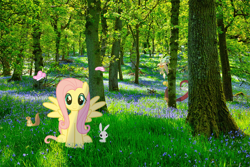 Size: 1620x1080 | Tagged: safe, editor:karmainic, imported from derpibooru, angel bunny, discord, fluttershy, butterfly, pegasus, squirrel, editor, exploitable meme, flower, irl, meme, moss, nature, nature is so fascinating, obligatory pony, outdoors, photo, photoshop, puppy dog eyes, shadow, sunshine, tree