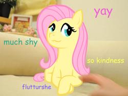 Size: 1280x960 | Tagged: safe, artist:hunternif, imported from derpibooru, fluttershy, human, pegasus, pony, crossed hooves, doge, female, hand, irl, lying down, mare, meme, photo, photoshop, ponies in real life, ponified meme, prone, solo focus