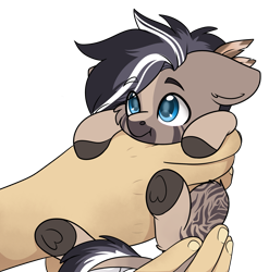 Size: 2197x2223 | Tagged: safe, artist:rokosmith26, imported from derpibooru, oc, oc only, oc:silverhoof, earth pony, pony, zebra, feather, feather in hair, hand, holding a pony, looking up, micro, simple background, size difference, small pony, smiling, solo, transparent background, zebra oc
