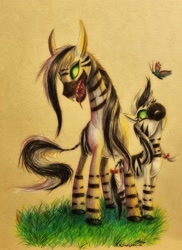 Size: 1749x2401 | Tagged: safe, artist:cahandariella, imported from derpibooru, oc, oc:cahan, butterfly, zebra, colored, colored pencil drawing, female, foal, grass, green eyes, mare, sharp teeth, teeth, traditional art, zebra oc