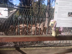 Size: 4032x3024 | Tagged: safe, artist:kuba18i, imported from derpibooru, fluttershy, goat, pegasus, pony, irl, outdoors, photo, plushie, poland, polish, ponies in real life, pony plushie, sosnowiec, tree