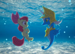 Size: 900x650 | Tagged: safe, artist:angel-wing101, imported from derpibooru, apple bloom, oc, earth pony, hippocampus, merpony, pony, seahorse, bubble, duo, female, fin wings, fins, flowing tail, ocean, peytral, red mane, ribbon, scales, sea horse oc, tail, underwater, water, white mane, wings