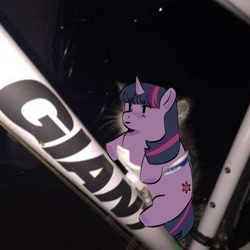 Size: 2048x2048 | Tagged: safe, artist:cardigansandcats, imported from derpibooru, twilight sparkle, pony, unicorn, equestria girls, photo, ponified animal photo, solo, unicorn twilight