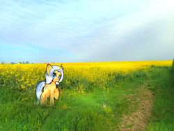 Size: 3000x2250 | Tagged: safe, artist:miwq, imported from derpibooru, oc, oc:aurore soleilevant, pony, unicorn, irl, looking at you, orange coat, photo, ponies in real life, rapeseed, solo