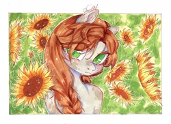 Size: 1280x933 | Tagged: safe, artist:dorry, imported from derpibooru, oc, oc only, pony, braid, bust, colored eyelashes, field, flower, green eyes, looking at you, marker drawing, outline, portrait, scan, scanned, solo, sunflower, traditional art, white frame, white outline