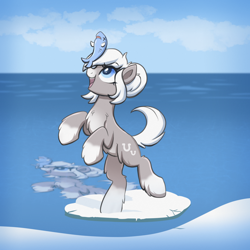 Size: 2000x2000 | Tagged: safe, artist:confetticakez, imported from derpibooru, oc, oc only, oc:snow shoes, fish, pony, /mlp/, balancing, bipedal, chest fluff, coat markings, cute, female, fluffy, ice, looking at something, mare, ocean, open mouth, pale belly, ponies balancing stuff on their nose, ponybooru import, smiling, snow, snowmare, socks (coat markings), solo, unshorn fetlocks, water, yakutian horse