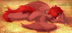 Size: 4096x1883 | Tagged: safe, artist:kebchach, imported from derpibooru, oc, oc only, oc:hardy, alicorn, pony, alicorn oc, butt fluff, chamomile, colored pupils, colored wings, complex background, ear fluff, feather, feathered wings, floppy ears, flower, flower field, full body, grass, hoof fluff, horn, long tail, looking at you, lying down, male, nature, png, short mane, solo, spine, spread wings, stallion, sunset, tail, two toned wings, wings