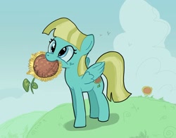 Size: 1814x1425 | Tagged: safe, artist:mandumustbasukanemen, imported from derpibooru, helia, pegasus, pony, cloud, cute, female, flower, grass, grass field, happy, heliadorable, herbivore, horses doing horse things, mare, mouth hold, outdoors, sky, solo, sunflower