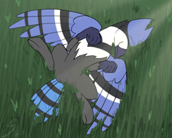 Size: 2000x1600 | Tagged: safe, artist:somber, imported from derpibooru, bird, blue jay, hippogriff, belly, grass, grass field, male, solo