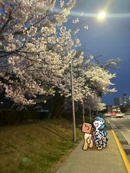 Size: 1536x2048 | Tagged: safe, artist:paperbagpony, imported from derpibooru, oc, oc:dot, oc:paper bag, cherry blossoms, flower, flower blossom, grass, irl, night, photo, street