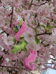 Size: 1514x2018 | Tagged: safe, alternate version, artist:malte279, imported from derpibooru, part of a set, fluttershy, pony, chenille, chenille stems, chenille wire, cherry blossoms, climbing, craft, flower, flower blossom, irl, part of a series, photo, pipe cleaner sculpture, pipe cleaners