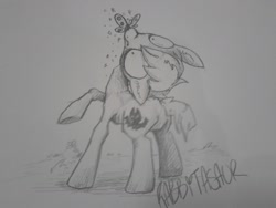 Size: 1280x960 | Tagged: safe, artist:rabbitasaur, imported from derpibooru, oc, oc:forty winks, butterfly, earth pony, pony, butterfly on nose, grayscale, insect on nose, monochrome, pencil drawing, solo, traditional art