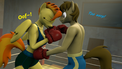 Size: 1920x1080 | Tagged: safe, artist:fuzeamateursfm, imported from derpibooru, part of a set, spitfire, oc, oc:chocolate chips, anthro, earth pony, pegasus, 3d, anthro oc, boxing, boxing gloves, boxing ring, canon x oc, dialogue, female, firechips, male, punch, shipping, source filmmaker, sports, straight, text