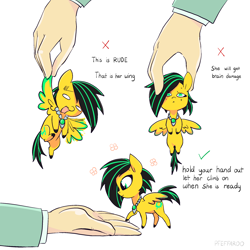 Size: 2048x2048 | Tagged: safe, artist:pfeffaroo, imported from derpibooru, oc, oc only, oc:lightning bug, pegasus, pony, fanfic:song of seven, adorable distress, black mane, chibi, colored wings, crying, cute, distressed, green eyes, hand, holding a pony, hooves, how to handle a pony, intelligence loss, jewelry, meme, meme template, micro, multicolored mane, necklace, pegasus oc, rude, shy, smiling, tiny, tiny ponies, wings