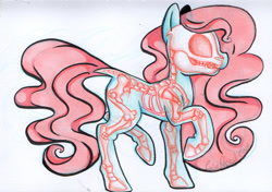 Size: 2427x1713 | Tagged: safe, artist:cutepencilcase, imported from derpibooru, earth pony, pony, bone, reference, side view, skeleton, solo, study