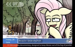 Size: 800x500 | Tagged: safe, alternate version, imported from derpibooru, fluttershy, pegasus, pony, cctv, chinese meme, female, interview, mare, meme, news, solo focus, translation, tree