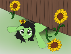 Size: 1678x1276 | Tagged: safe, artist:craftycirclepony, imported from derpibooru, imported from twibooru, oc, oc only, oc:filly anon, earth pony, pony, female, fence, filly, flower, foal, image, looking at you, png, solo, spread legs, spreading, stuck, sunflower