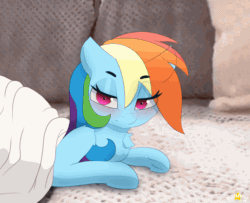 Size: 1500x1220 | Tagged: safe, artist:n0nnny, imported from derpibooru, rainbow dash, pegasus, pony, angry, animated, bed, bedroom eyes, behaving like a cat, blanket, chest fluff, clipping, discussion in the comments, dock, eyes closed, fangs, frame by frame, gif, link in source, meme, open mouth, pillow, ponified, ponified animal photo, ponified animal video, reference in the comments, solo, tail, video reference, yoink