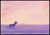 Size: 271x190 | Tagged: safe, artist:pinkchalk, pony, unicorn, aggie.io, ocean, pink sky, scenery, sky, solo, sunset, water, wave