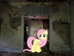 Size: 563x423 | Tagged: safe, edit, imported from derpibooru, fluttershy, pegasus, pony, contrast, looking at something, real life background, solo