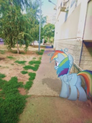 Size: 960x1280 | Tagged: safe, artist:logalay, imported from derpibooru, rainbow dash, pegasus, pony, female, irl, mare, photo, ponies in real life, real life background, realistic, solo, standing