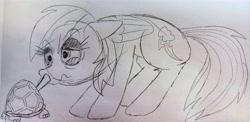 Size: 4160x2035 | Tagged: safe, artist:dhm, imported from derpibooru, rainbow dash, tank, pegasus, pony, drawthread, monochrome, sketch, traditional art