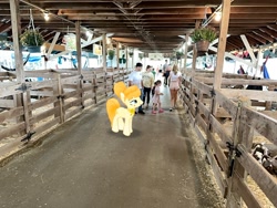 Size: 2016x1512 | Tagged: safe, imported from derpibooru, pony, dutchess county fair, irl, new york, photo, ponies in real life, rhinebeck