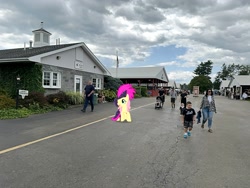 Size: 2016x1512 | Tagged: safe, imported from derpibooru, fluttershy, pony, dutchess county fair, irl, new york, photo, ponies in real life, rhinebeck