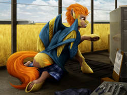 Size: 2000x1500 | Tagged: safe, artist:geoffrey mcdermott, imported from derpibooru, spitfire, human, pegasus, pony, clothes, food, human to pony, kneeling, solo, tangled up, torn clothes, transformation, wheat, wings