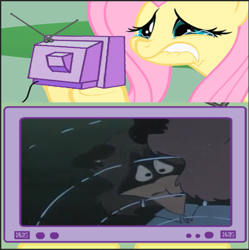 Size: 619x621 | Tagged: safe, imported from derpibooru, fluttershy, pegasus, raccoon, bentley raccoon, exploitable meme, fluttercry, meme, obligatory pony, sad, the raccoons, tv meme