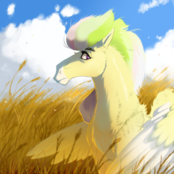 Size: 4000x4000 | Tagged: safe, artist:whitearbalest, derpibooru exclusive, imported from derpibooru, oc, oc only, oc:apple jam, pegasus, pony, cloud, field, male, solo