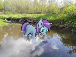 Size: 1280x960 | Tagged: safe, artist:sufficient, imported from derpibooru, light stream, earth pony, fish, pony, background pony, female, irl, looking at something, mare, partially submerged, photo, ponies in real life, ponified animal photo, river, solo, water