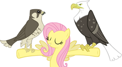 Size: 5000x2747 | Tagged: safe, artist:flutterguy317, imported from derpibooru, fluttershy, bald eagle, bird, eagle, falcon, pegasus, pony, may the best pet win, animal, my little pony, peregrine falcon, simple background, transparent background, vector