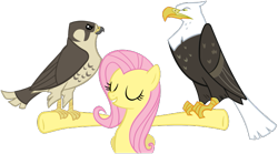 Size: 643x357 | Tagged: safe, artist:flutterguy317, imported from derpibooru, fluttershy, bald eagle, bird, eagle, falcon, pegasus, pony, may the best pet win, .svg available, animal, eyes closed, female, folded wings, mare, my little pony, peregrine falcon, simple background, transparent background, vector, wings